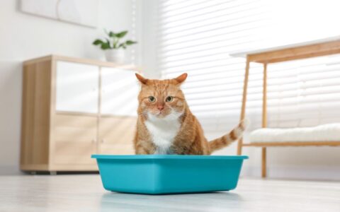 cara membersihkan kotoran kucing di lantai featured image